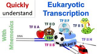 Eukaryotic Transcription [upl. by Arihs]