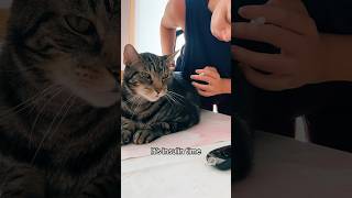 Diabetic Kitty getting his insulin 💉😻 diabetes [upl. by Ttezzil61]