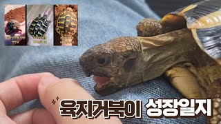 동헤르만 육지거북이 2년 성장일지🐢🐢 [upl. by Orly]