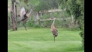 Sand Hill Crane Mating Dance [upl. by Barnes]