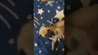 dog whatsApp status Charlie life style [upl. by Ilamad]