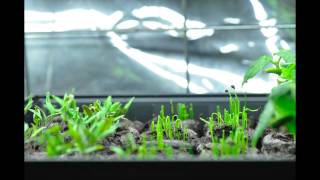 Green Onions Growing Time Lapse [upl. by Alisha]