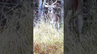 65 Creedmoor gets the job done hunting whitetaildeer [upl. by Yahsram]