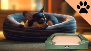 TOP 5 Best Dog Bed [upl. by Pandolfi]