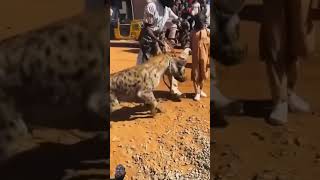 Man walking hyena in west africa shorts animals hyena dog trending viralvideo foryou [upl. by Darryn]