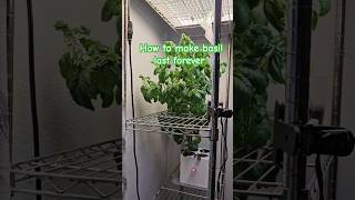 Make Basil Plants Last Forever herbs indoorgardening clone plants hydroponics lifehacks easy [upl. by Suolevram968]