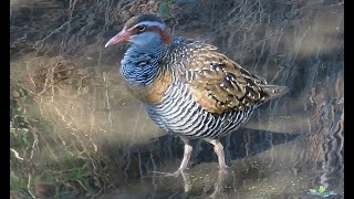 Buffbanded Rails – An urban wildlife story [upl. by Rochette]