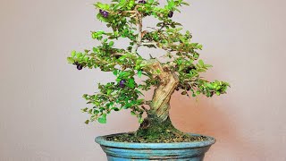 Bonsai Lonicera nitida [upl. by Latsyrcal]