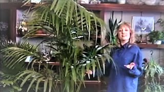 How to Care for the Magnificent Kentia palm [upl. by Ameh610]