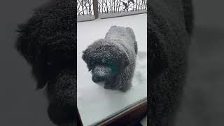 Newfoundland dog covered in snow [upl. by Melisenda]