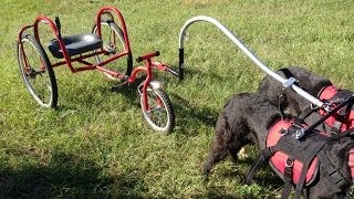 FireAnt A Dog Powered Tricycle [upl. by Oivatco13]