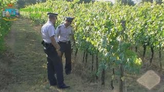 Brunello di Montalcino contraffatto sequestrati nel senese 165mila litri di DOCG falso [upl. by Ditzel]