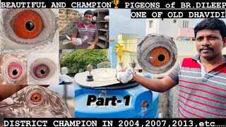 Tippler Pigeons of CHAMPION MRDILEEP  DILEEP LOFT  NELLORE BIRDS amp PETS [upl. by Mintz]