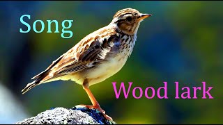 Woodlark Lullula arboreaBirds Singing and Chirping in Forest [upl. by Graig]