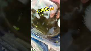 giant betta fish bubble nest😱bettafishtank betta [upl. by Begga622]