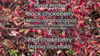 Aronia Chokeberry Plant Profile [upl. by Zerep]