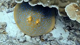 Dive  Tioman Labas 💕 Oct 2023 [upl. by Rebmyk723]