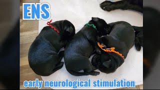 ENSEarly Neurological StimulationThe Super Puppy ProgramThe Ability Within The Retriever Nation [upl. by Elletnuahs]