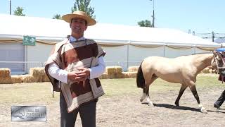 Caballo raza chilena en expo Paine [upl. by Oelgnaed477]