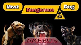 Most Dangerous Dog Breeds in The World  दुनिया के सबसे खतरनाक कुत्तों की नस्लें  😱😱 [upl. by Salahcin331]