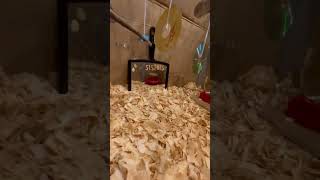 DIY Cheap Chick Brooder Using a Dog Crate  youtubeshorts  Happily Ever Zoe  chickenshorts [upl. by Areik]