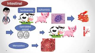 Sarcocystis sarcosporidiosis [upl. by Yhtir953]