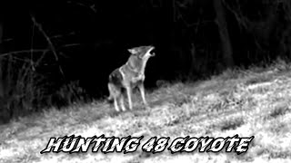 hunting  coyotes BobcatWolves fox  014 [upl. by Enoid70]