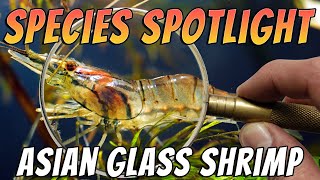 Asian Glass Shrimp Macrobrachium lanchesteri Freshwater Prawn Aquarium Species Profile amp Care [upl. by Jeraldine]