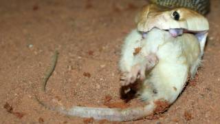 Taipan Feeding Australian Coastal Taipan [upl. by Nocaj]