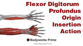 Flexor Digitorum Profundus Anatomy Origin Insertion amp Action [upl. by Sylvanus]