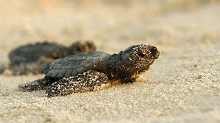 Oil Pipeline Threatens Sea Turtles [upl. by Erie329]