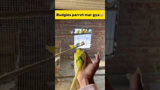 Budgies parrot mar gya😭 petlover minivlog budgiesvlog pigeon budgieslovers birds budgiesfam [upl. by Wolff]