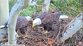 Irvin and Claire return home a new season begins PixCams U S Steel Bald Eagle Camera Live [upl. by Baillieu859]