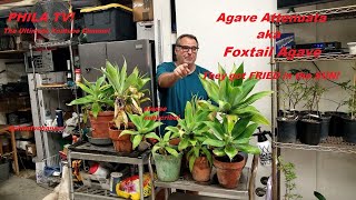 AGAVE ATTENUATA aka FOX TAIL AGAVE HEATWAVE 2020 SCORCHED MY PLANTS HOW TO CARE FOR THEM PHILA TV [upl. by Celin]