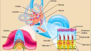 Neurofisiología Sistema Vestibular [upl. by Ataga862]