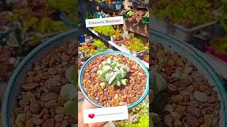 Echeveria Runyonni suculents shortvideo plants garden uruguay canelones cactusysuculentas [upl. by Audre150]