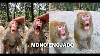 MONOS GRACIOSOS Y MONO ENOJADO monkey trend foryou funny trending trendingshorts animals [upl. by Ker699]