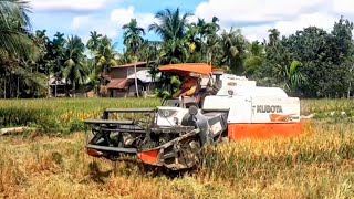 Power full combine harvester kubota Dc 70 plus harvesting rice in dry rice fields [upl. by Renie]