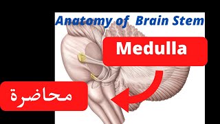 Anatomy of Medulla oblongata شرح [upl. by Seftton933]