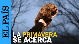 ESTADOS UNIDOS  Pensilvania celebra el Día de la Marmota  EL PAÍS [upl. by Nessnaj]