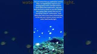 Underwater photography tips [upl. by Ahtinak]