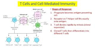 Mr Phillips Immune Response Support Video 2023 [upl. by Aeikan]