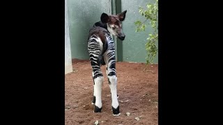 London Zoos Okapi Babys First Moments [upl. by Airahs18]