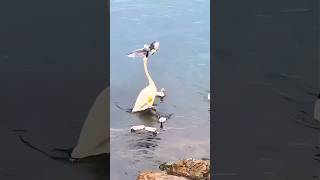 Power of mother swan swan mother animalvideos funnyanimals birds duck hen pet petshop ai [upl. by Einotna]