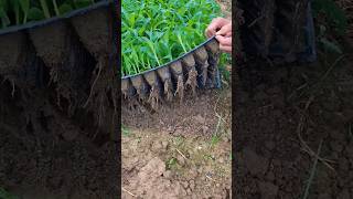 Seedling production process from maize seed [upl. by Aronael]