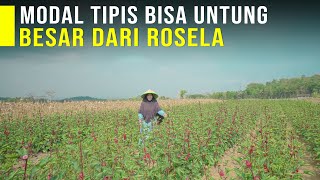 Rosela Tumbuhan Kaya Manfaat amp Menguntungkan Budidaya Mudah Hasil Olahan Rosela Banyak Peminatnya [upl. by Casaleggio267]