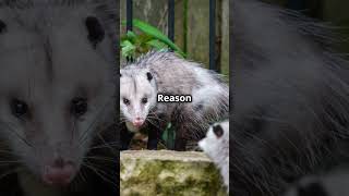 Why Opossums Rock 🌿🐾 [upl. by Neiv]