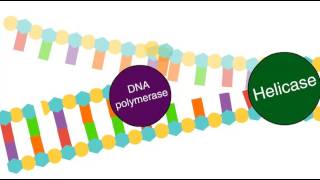 Enzymes in DNA replication [upl. by Nylarat]