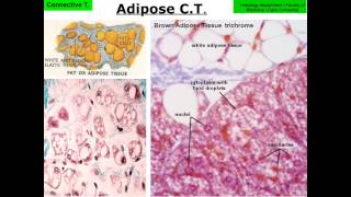 Connective Tissue data Show 2015 Part Two [upl. by Anelac329]