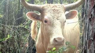 Pineywoods Cattle Under Observation at USMs Lake Thoreau [upl. by Egni862]